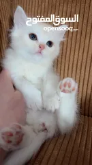  21 قططط للبيع