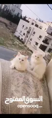  1 قطط نوع شيرازي انجورة
