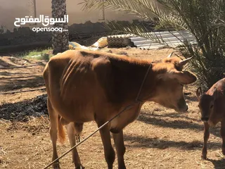  1 ثيران جيرسيه واغنام للبيع