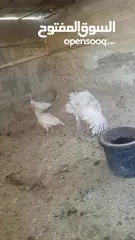  7 طقم حبش ابيض