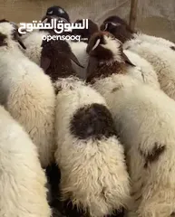  9 ذبائح نعيمي