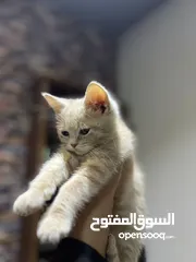  7 سكوتش فولد / Scottish Fold و سكوتش سترايت / Scottish Straight،  قطط صغيرة للبيع