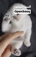  10 Pure Scottish/ بيور سكوتش