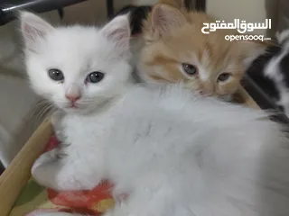  2 قطط شيرازي ذكر