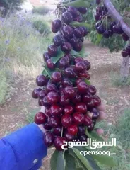  18 مشاتل الرويال لزراعه ومتابعه الاشجار