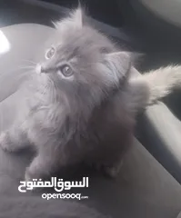  5 سكوتش فولد