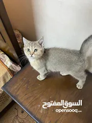  4 قطط سكوتش فولد