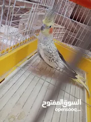  1 عصفور كوكتيل للبيع