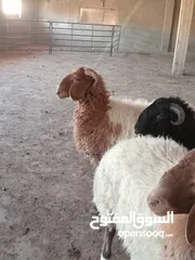  5 خرفان بلدي اضاحي