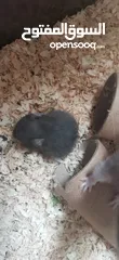  6 Hamster for sale