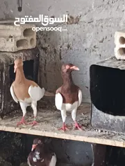  3 جواز مكابي نخب كله شغال