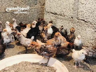  12 صيصان الكويتي طويل +البولش +الكوشن العملاق