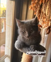  6 قطط هملايا وشيرازي وبريتش للبيع بسعر رمزي