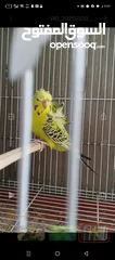  7 متاح 3 ازواج وذكرين تكساس