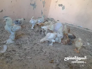  4 صيصان براهما مستويات عالية