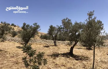  9 مزرعة للبيع في السلط