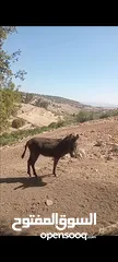  2 كر للبيع عمره سنه تقريبن