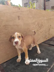  2 كلب صيد جرو