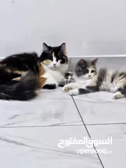  3 قطط شيرازي اناث