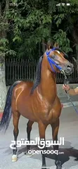  5 خيل عربي آصيل