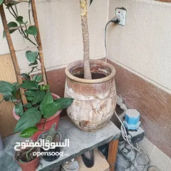  3 نبات اليوكا