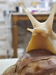  1 حلزونات أفريقية للبيع