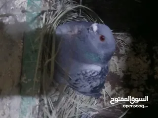  15 جواز شغاله