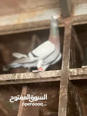  4 حمام مشكل أجنبي وبلدي بسعر حرق