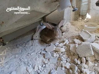  3 أرانب عدد 2 اناثي اعمار فوق ال7 شهور