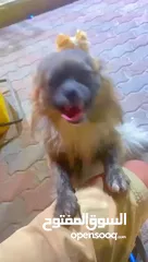  2 اصدقائي الكلبين للبيع الي بحب يوخذهم مع بعض بزبط ولي بدو بس واحد برضو بزبط ماخذين كل المطاعيم