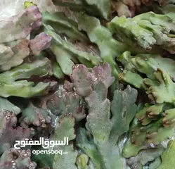  2 ضجع بري لمرض السكري