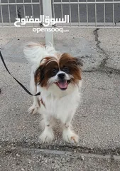  1 11 months Shih Tzu male (Fully Vaccinated) with kennel