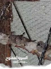  7 طيور جنه 15جوز. 30طير