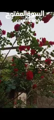  7 بيت ومنازل للبيع
