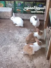  7 ارانب للبيع