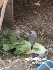  9 طيور جااوا للبيع