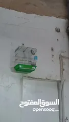 3 حسون ترابي و حسون هملايا