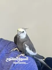  1 ببغاء اليف كوكتيل وايت فيس