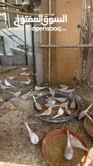  2 Dove bird pigeon دوف مكس للمهتمين للتربية منتج