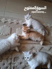  1 kittens for sale 60 days old    Scottish.