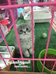  1 احضر الريلز  قط سكوتش ستريت ذكر – شعر ميديوم اقتنِ صديقًا ينشر الطاقة الإيجابية ويسحب الطاقة السلبية