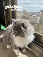  2 شيرازي بريطاني ~ شيرازي انغورا~ بيع سعر رمزي ~