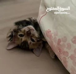  5 Pure  bengal kittens