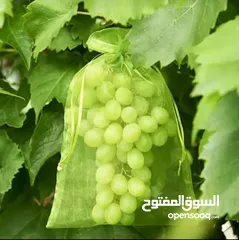  1 شبك حماية الفواكه من الحشرات