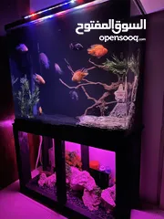  1 Aquarium for sale with handmade stand