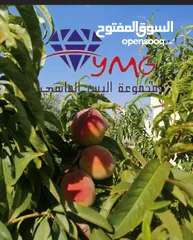  2 مزرعه للبيع في جرش المصطبه ضمن كمبوند  ريف عمان