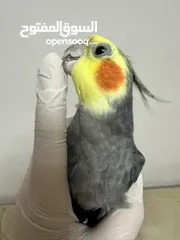  4 حبة كوكتيل