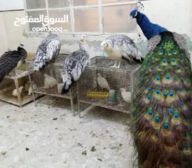  3 طاووس أمريكي بلاك شولدر وايت شولدر