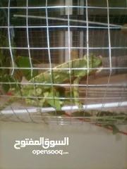  1 حرباء هندي اليفه للبيع