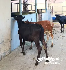  3 ثلاثه عجال ظفاريه